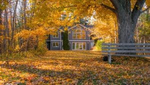 Comment nettoyer son jardin avec un souffleur de feuille ? 24